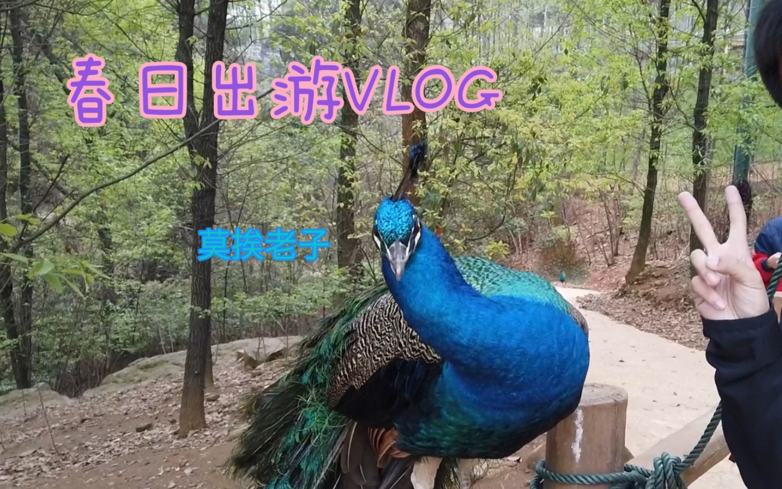 [图]春日出游VLOG，武汉野生动物王国&蔡甸美食之旅（bushi