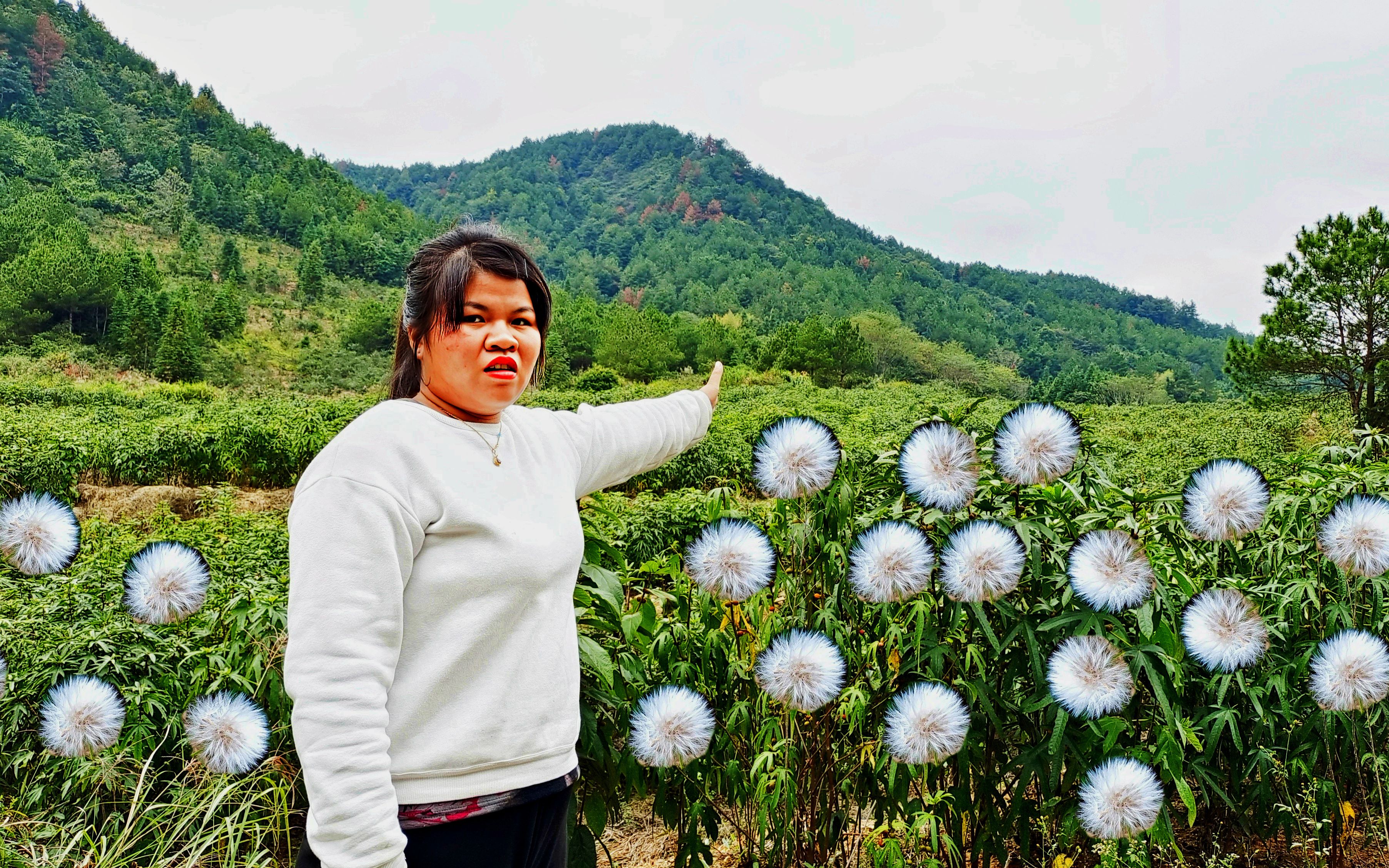 陕西夫妻承包江西50亩荒山,种植稀有中药材,三年收入560万哔哩哔哩bilibili