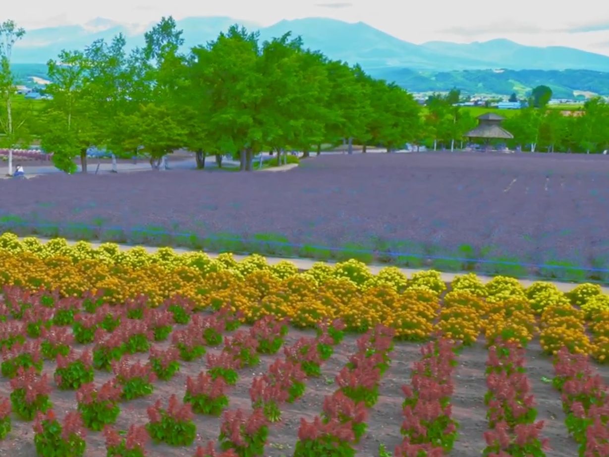 【直播切片】白桃乌龙味是怎么来的 什么季节适合去北海道旅游哔哩哔哩bilibili