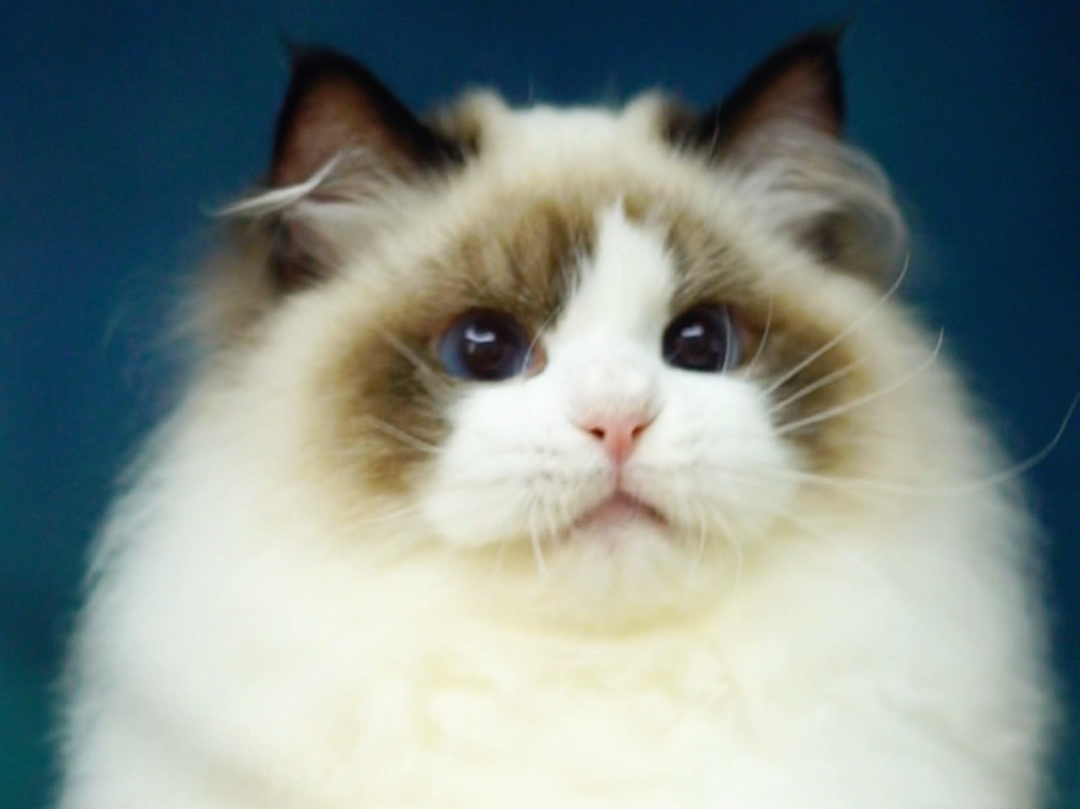 cfa世界冠军猫旺仔儿子,星河同窝兄弟,等新妈妈啦