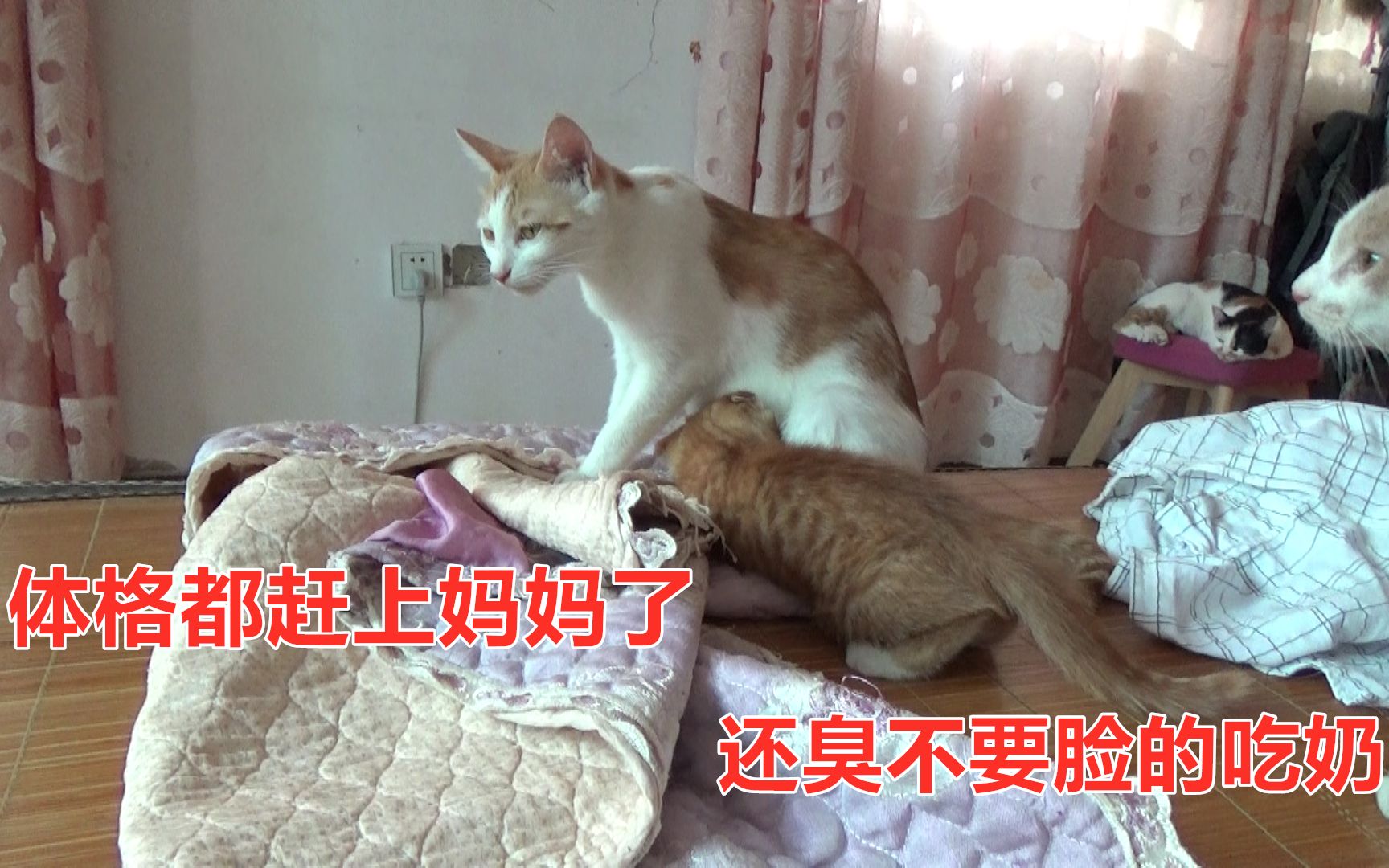 小奶猫都两个月大了,还天天缠妈妈要奶吃,有什么方法能断奶呢哔哩哔哩bilibili