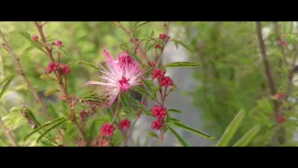粉扑花香水合欢 哔哩哔哩 Bilibili