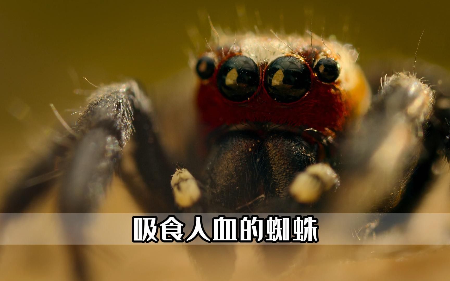 吸血鬼蜘蛛吸食人血求偶
