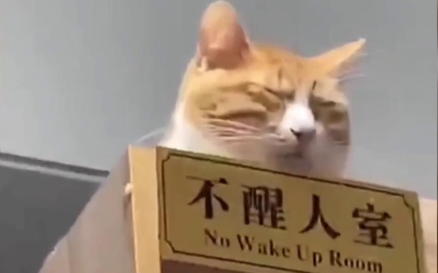 [图]猫生无望，即时摆烂