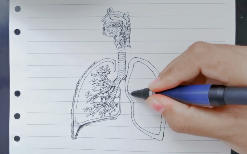 医学狗手绘【呼吸系统】