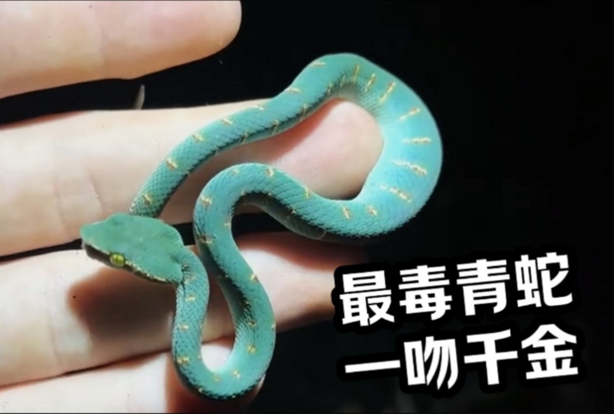 神奇动物 #难得一见 #野生动物零距离最毒小青蛇,一吻千金