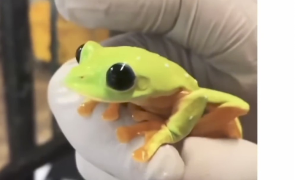 黑眼树蛙被吵醒