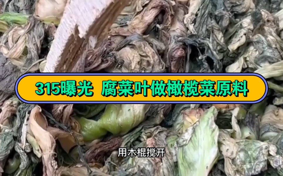315曝光 腐菜叶做橄榄菜原料