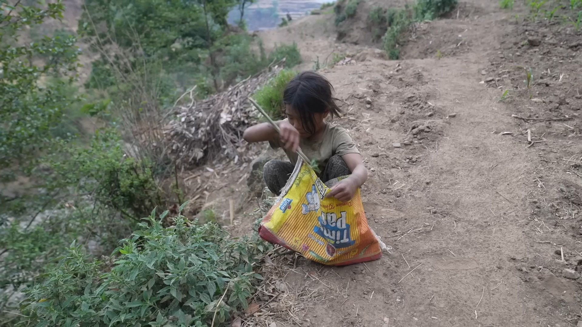 Nepali village || Sisno cooking vegetables in the village5.28哔哩哔哩bilibili