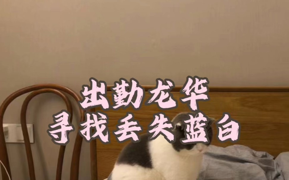 深圳龙华找猫:猫咪夜晚跑出家门,看深圳专业找猫团队如何快速寻回!哔哩哔哩bilibili