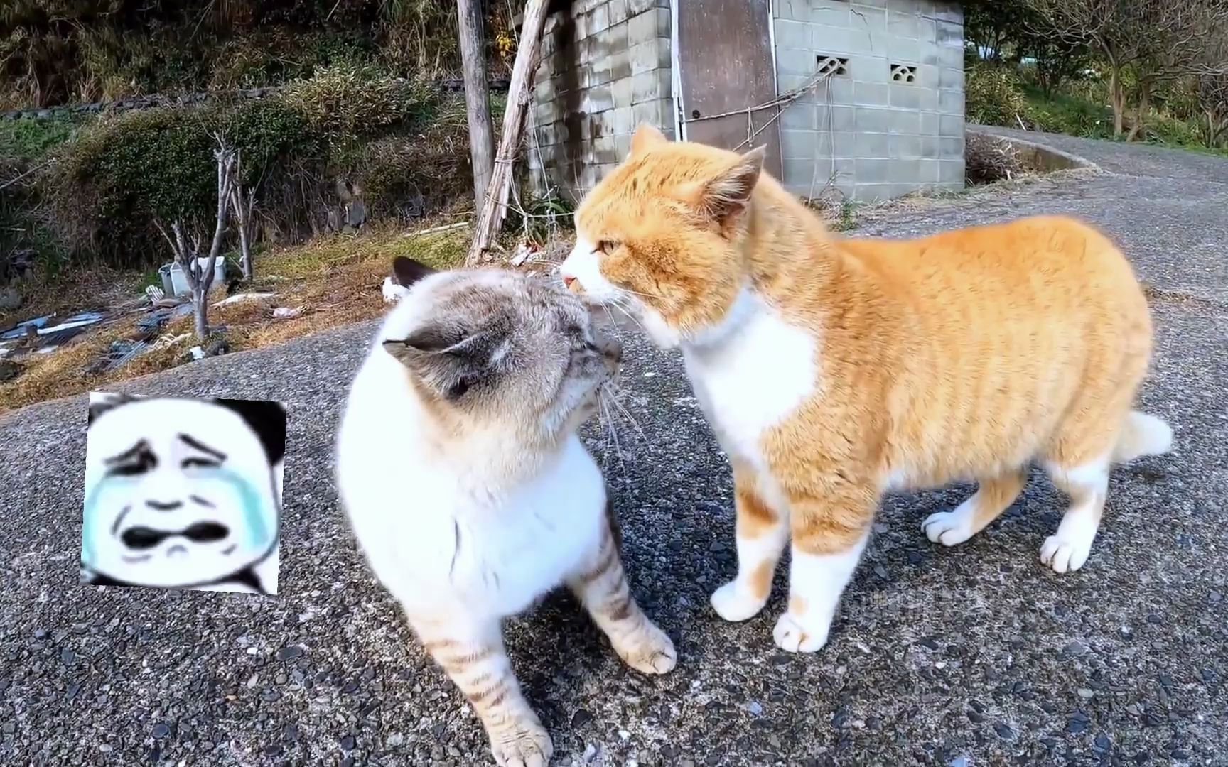 猫猫吵架名场面:骂的好脏,狂骂后竟直接倒地