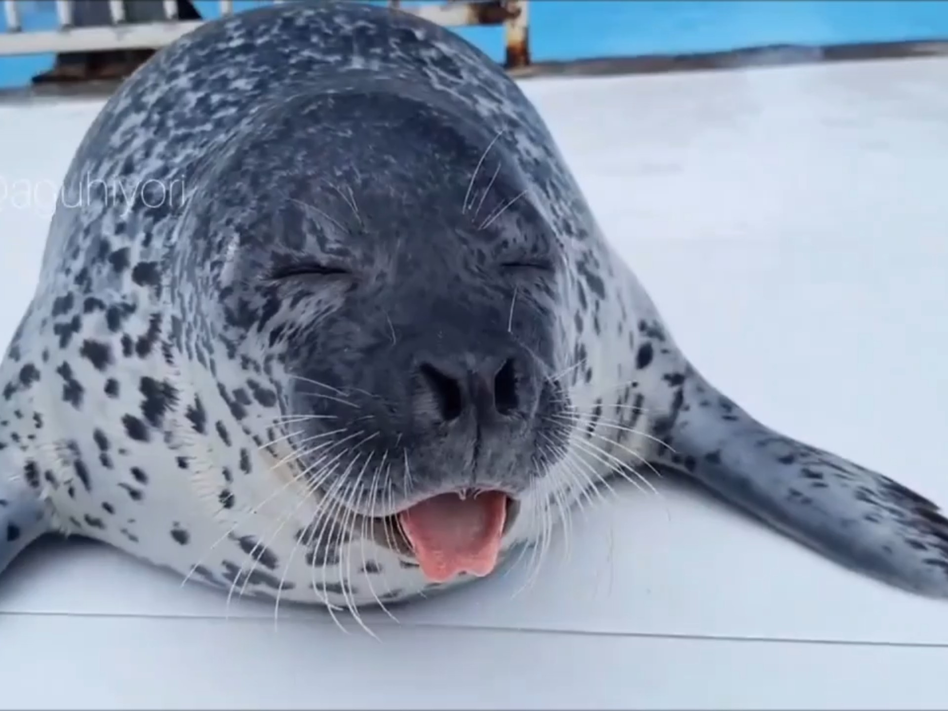 胖胖的海豹