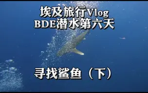 Download Video: 寻找鲨鱼，这是一个故事还是一场事故？