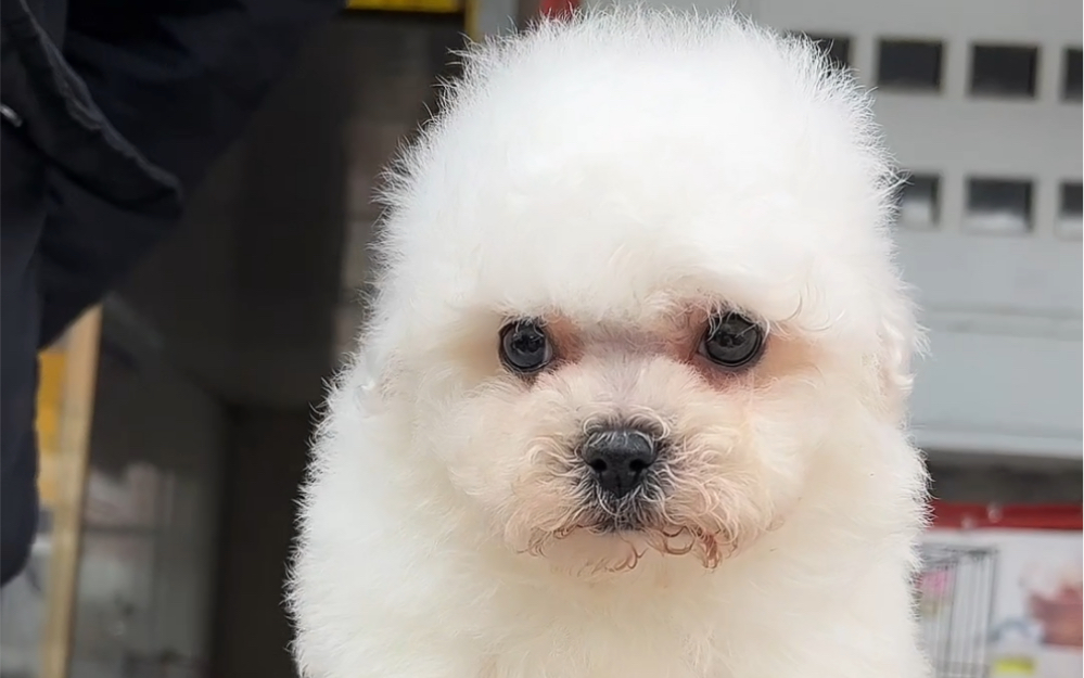 茶杯比熊犬多少钱一只图片