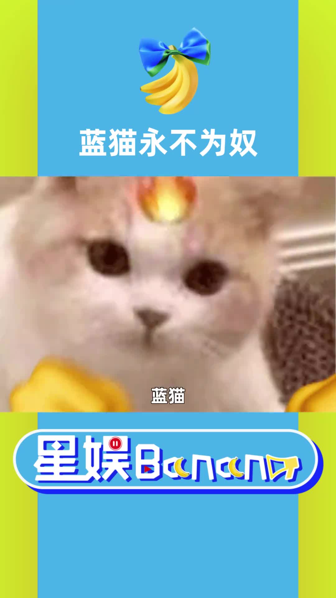 蓝猫:你真的很装. #娱乐评论大赏 #萌宠 #猫咪 #绿茶 #搞笑