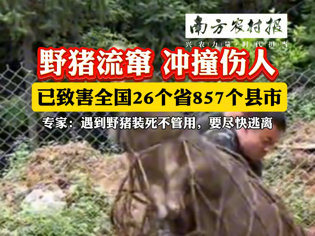 据国家林草局2024年1月的统计数字,#野猪 在我国数量200万头,致害省份达26个.国家也有规定,禁止食用有生态价值的陆生#野生动物 .#遇到野猪装死...