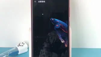 超靓的斗鱼手机动态壁纸，栩栩如生的鱼儿，色彩斑斓，好看极了