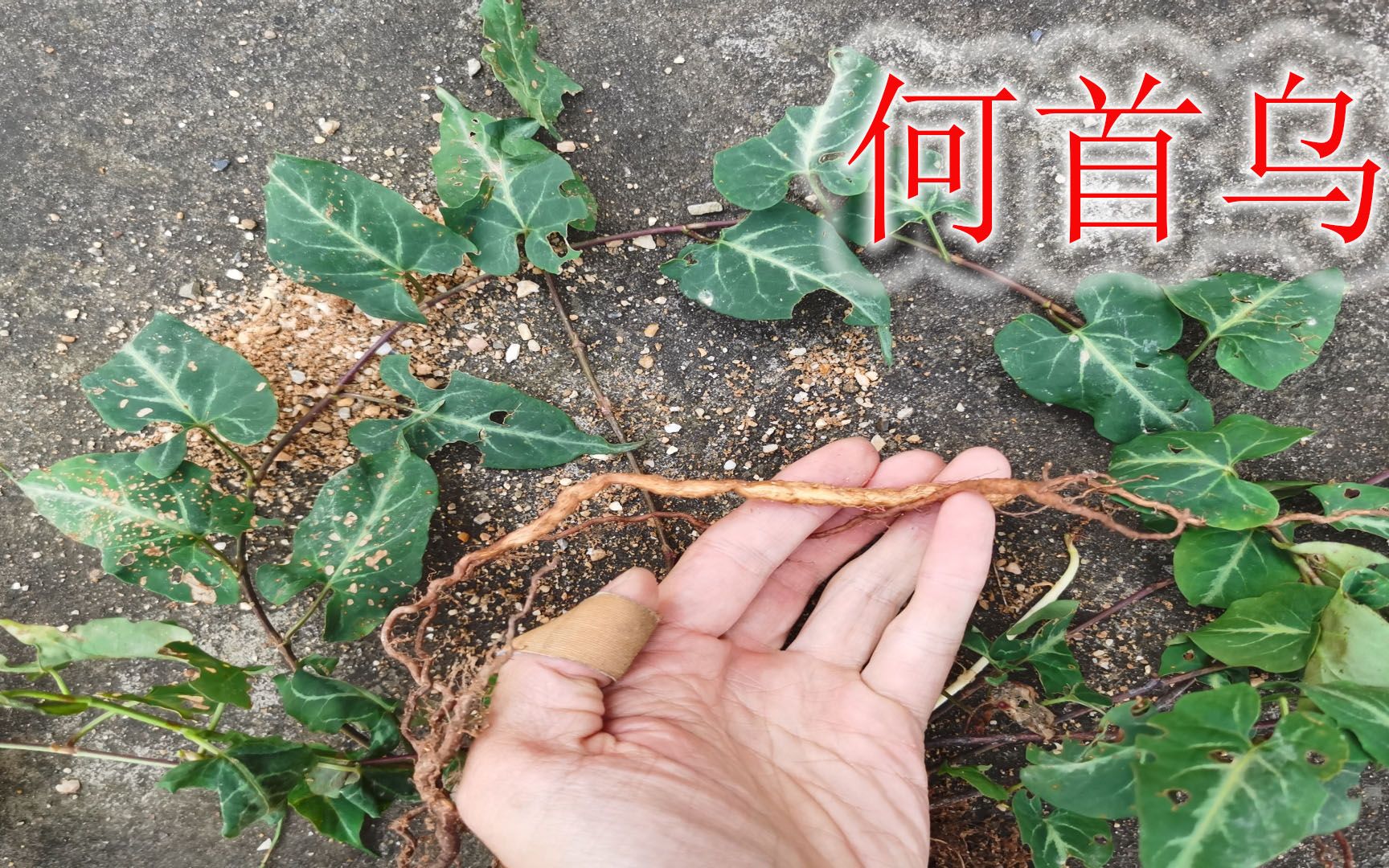 珍贵植物“何首乌”认识吗?它原来长这样,移栽一棵当盆景观赏哔哩哔哩bilibili