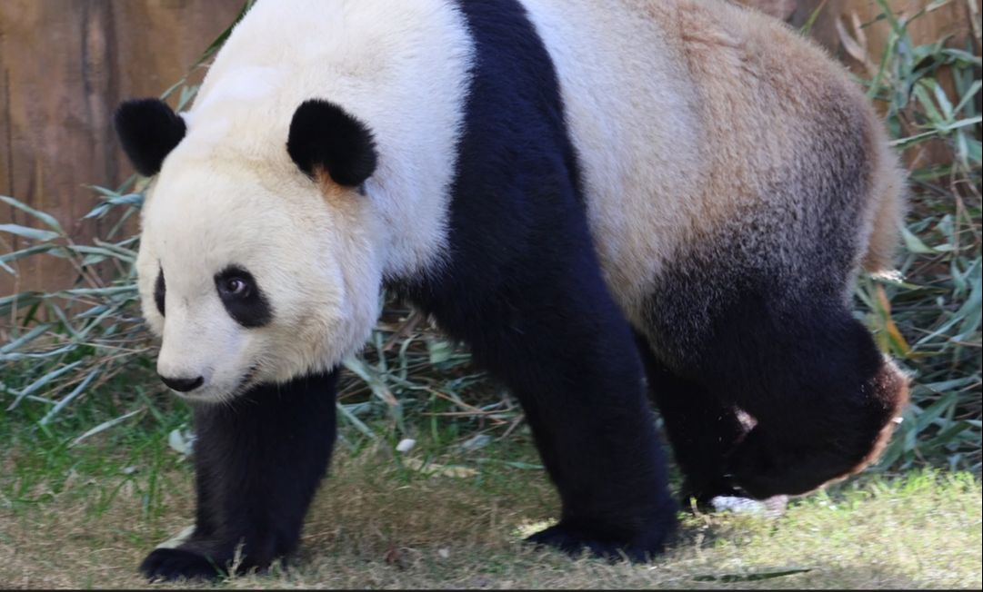 【大熊猫秦韵】秦韵秀大长腿合集