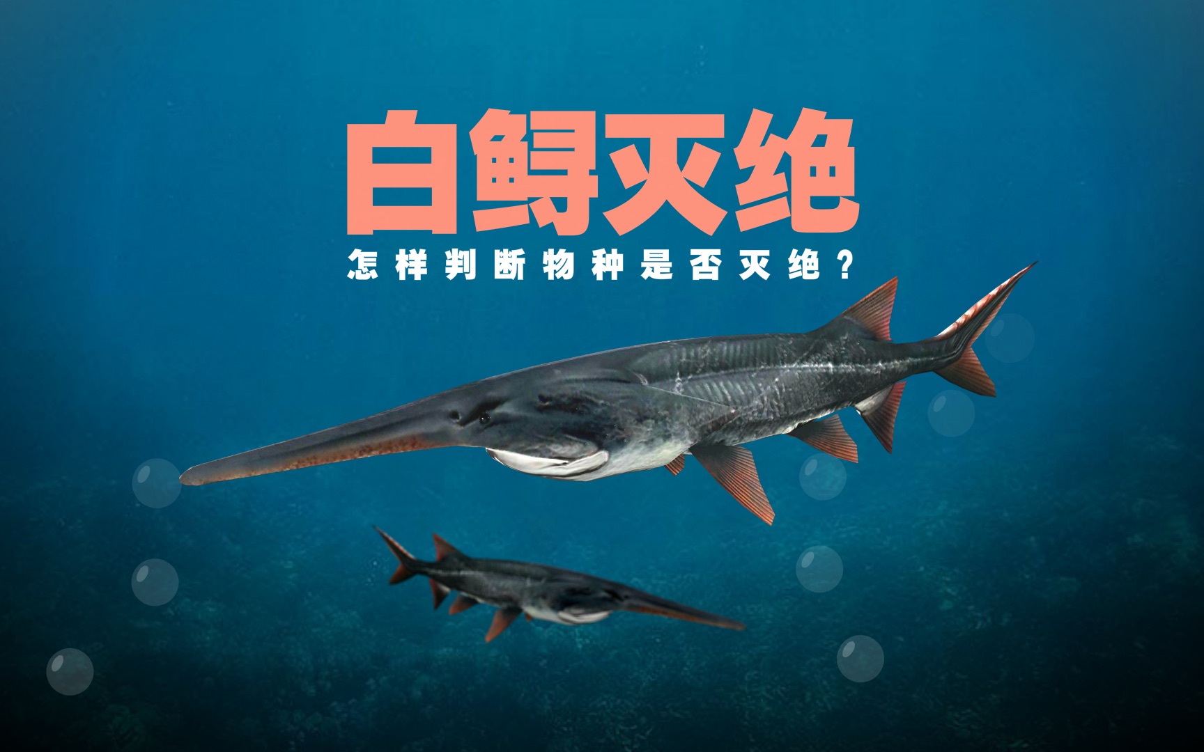 3d解析"白鲟灭绝":存在1.5亿年 近20年再未见