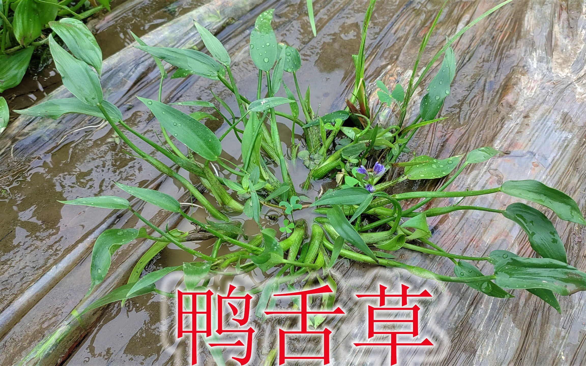 水生草本植物“鸭舌草”,有3大用途与价值,农村当危害杂草除哔哩哔哩bilibili