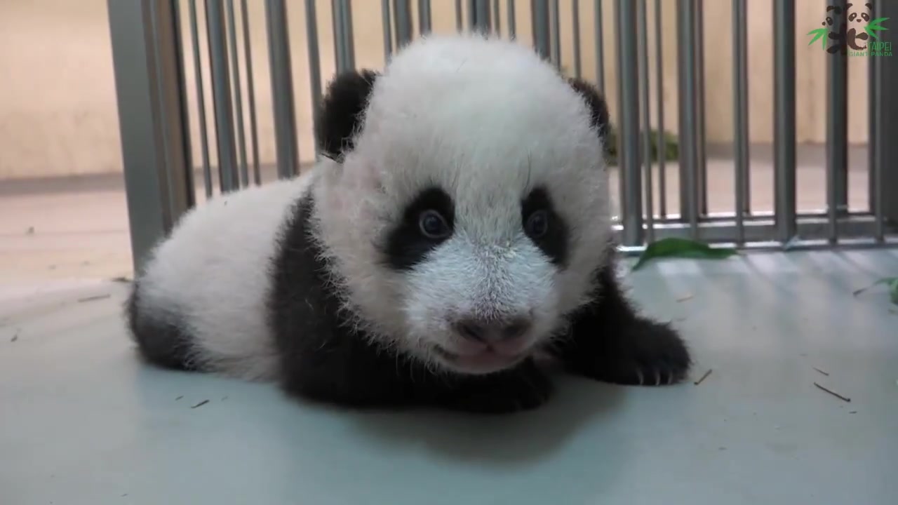 【大熊猫圆宝】圆圆二宝成长日志_哔哩哔哩 (゜-゜)つロ 干杯