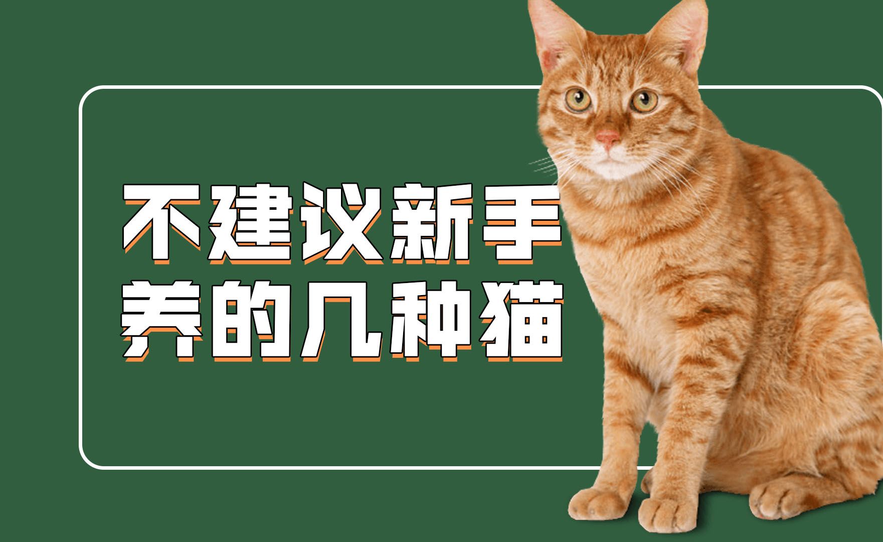 这些猫新手不推荐养!新手养猫必看!哔哩哔哩bilibili