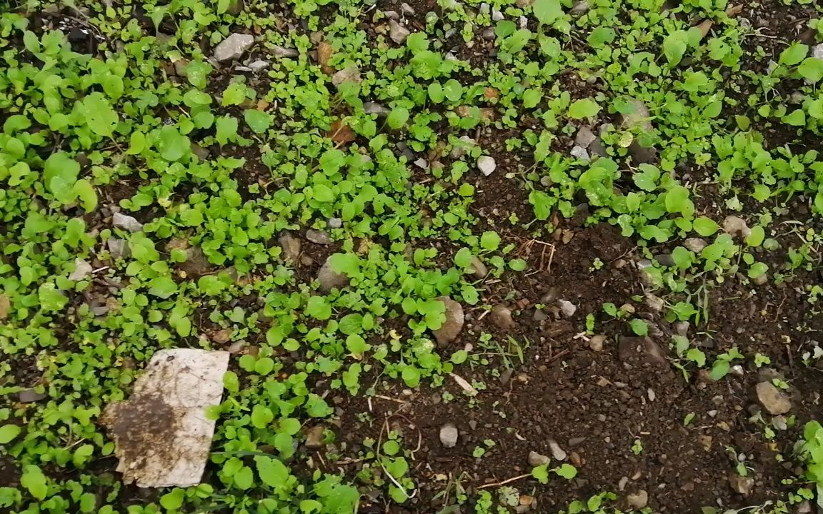 1#067不用播种就自然长出啦很多油菜苗97,这才是真正的自然农业.