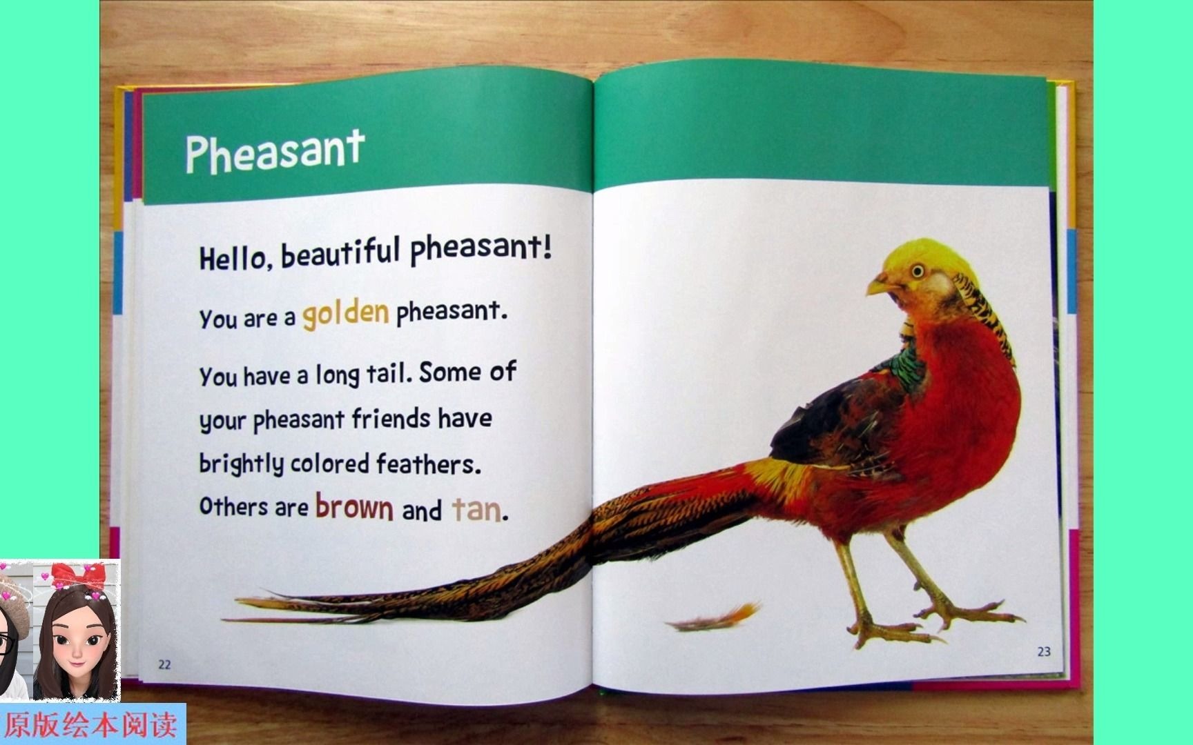 [图]【英文绘本阅读】Hello, Beautiful! Feathered Animals: pheasant 《你好，美丽！有羽毛的动物》之锦鸡