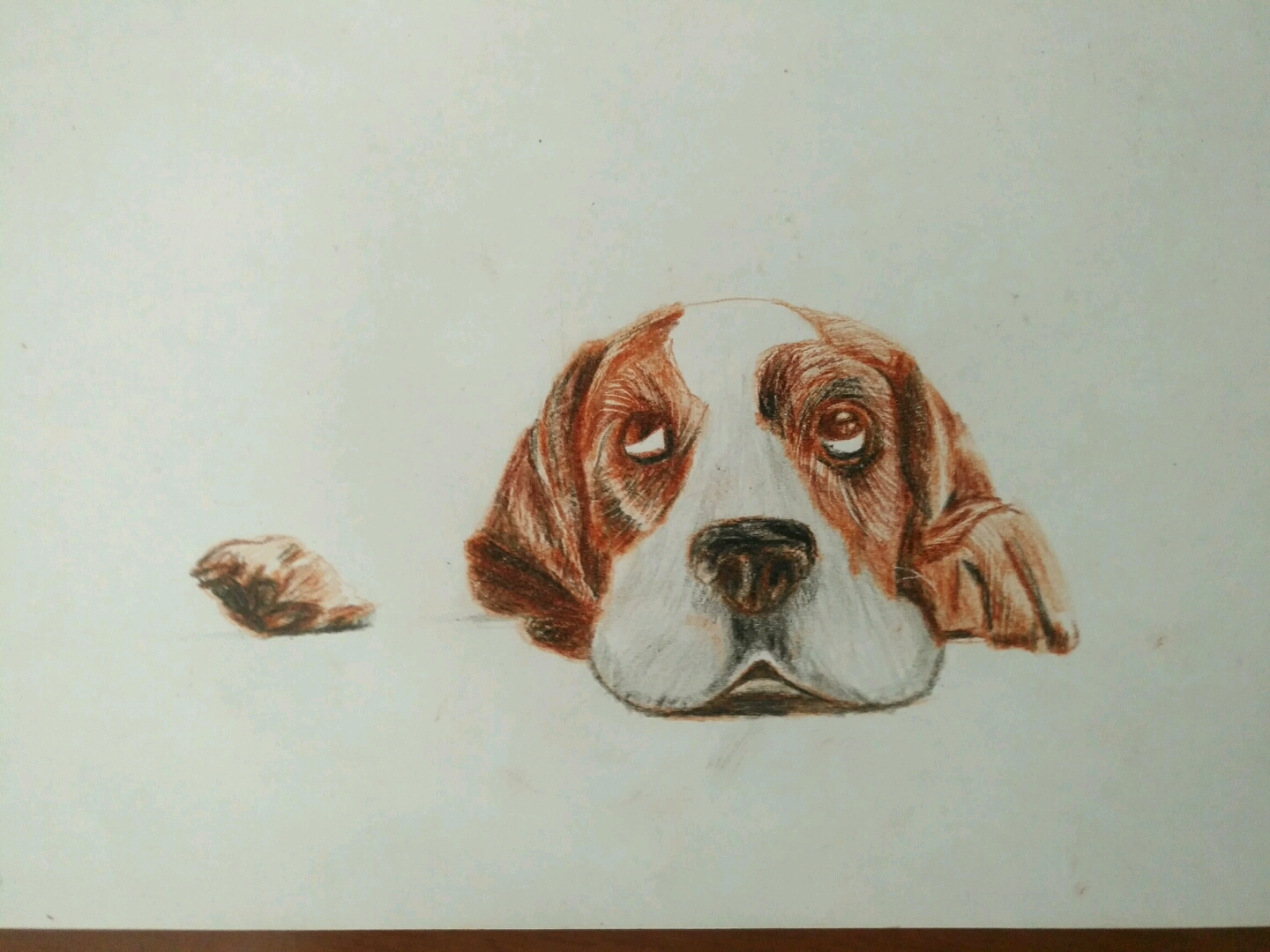 彩铅临摹,巴吉度犬:傲娇的眼神