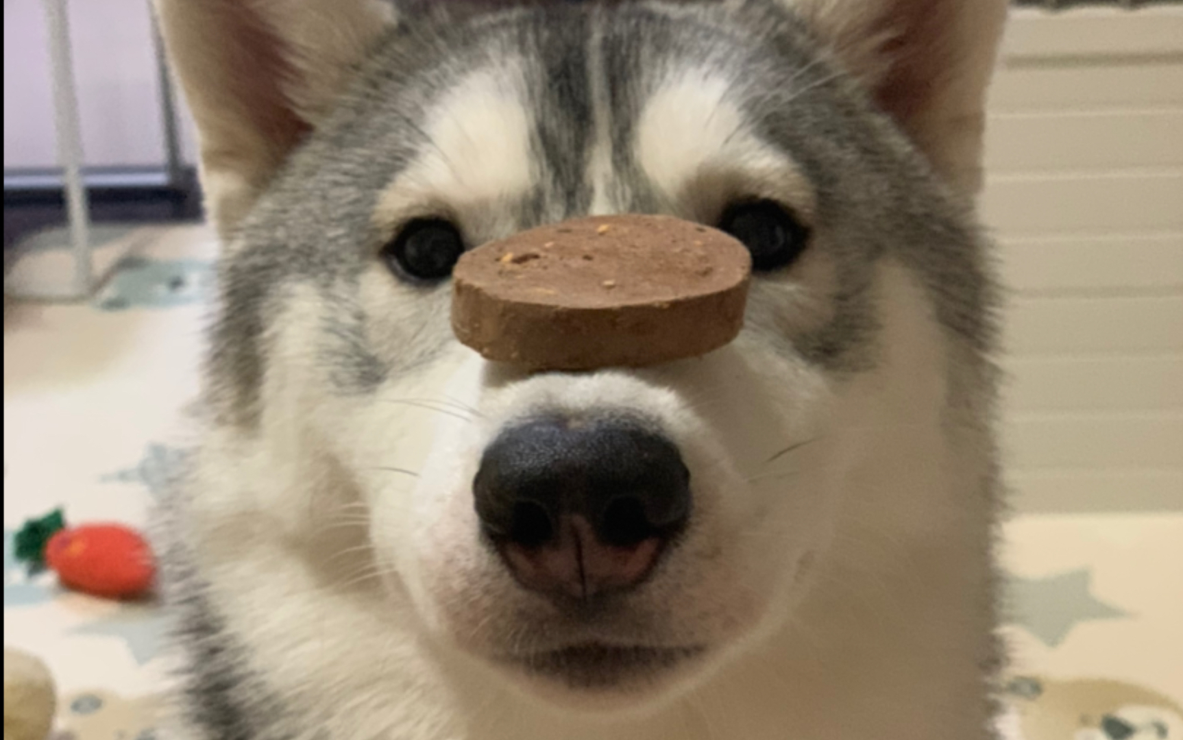 【哈仔doki酱】干饭狗的日常艰难卖艺干饭路