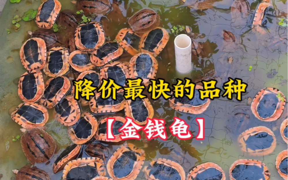 降价最快的品种.#金钱龟