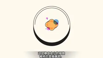 什么是类脑器官