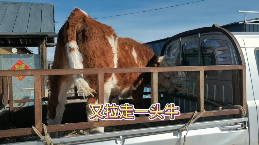 牛贩子来村里收走一头小牤牛,八个多月的牛,能给多少钱?哔哩哔哩bilibili