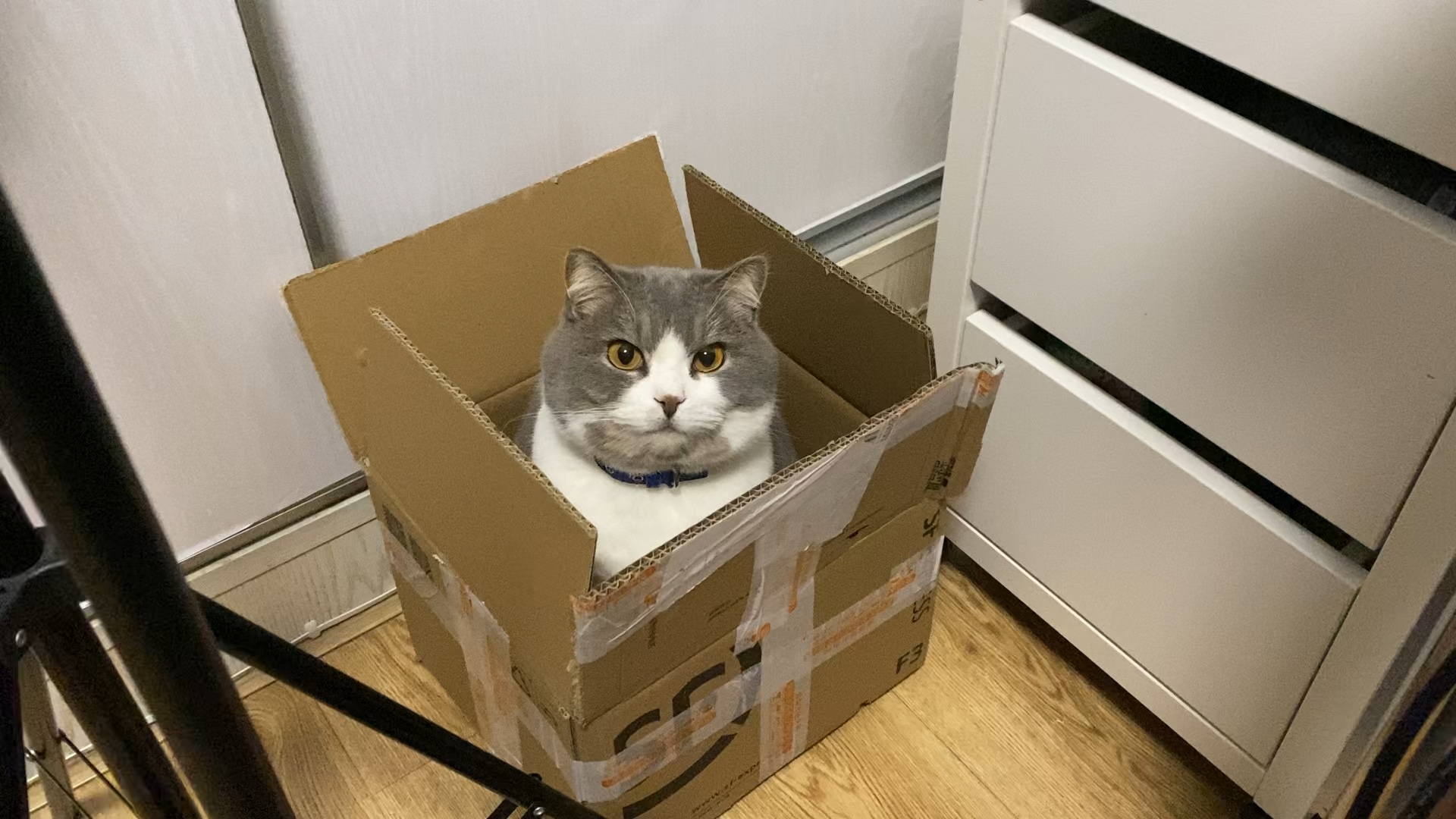一只猫在纸箱里
