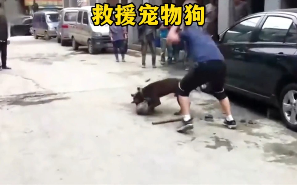 [图]比特犬发疯了，死死咬住宠物狗不放，宠物狗主人砸几次砖头都不松口