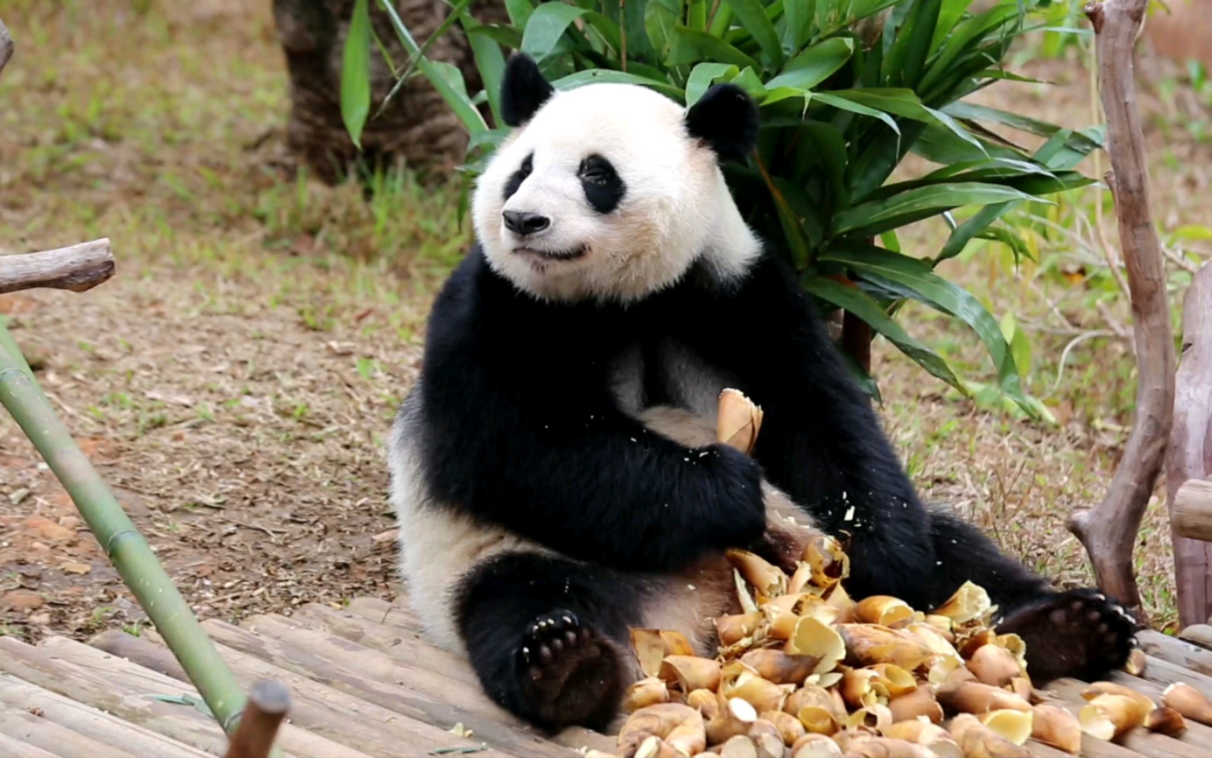 甘肃野生大熊猫图片图片