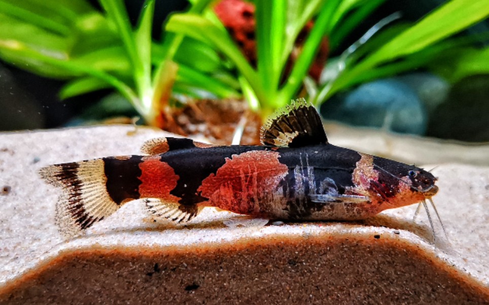 伊氏多彩鲶(microglanis iheringi)