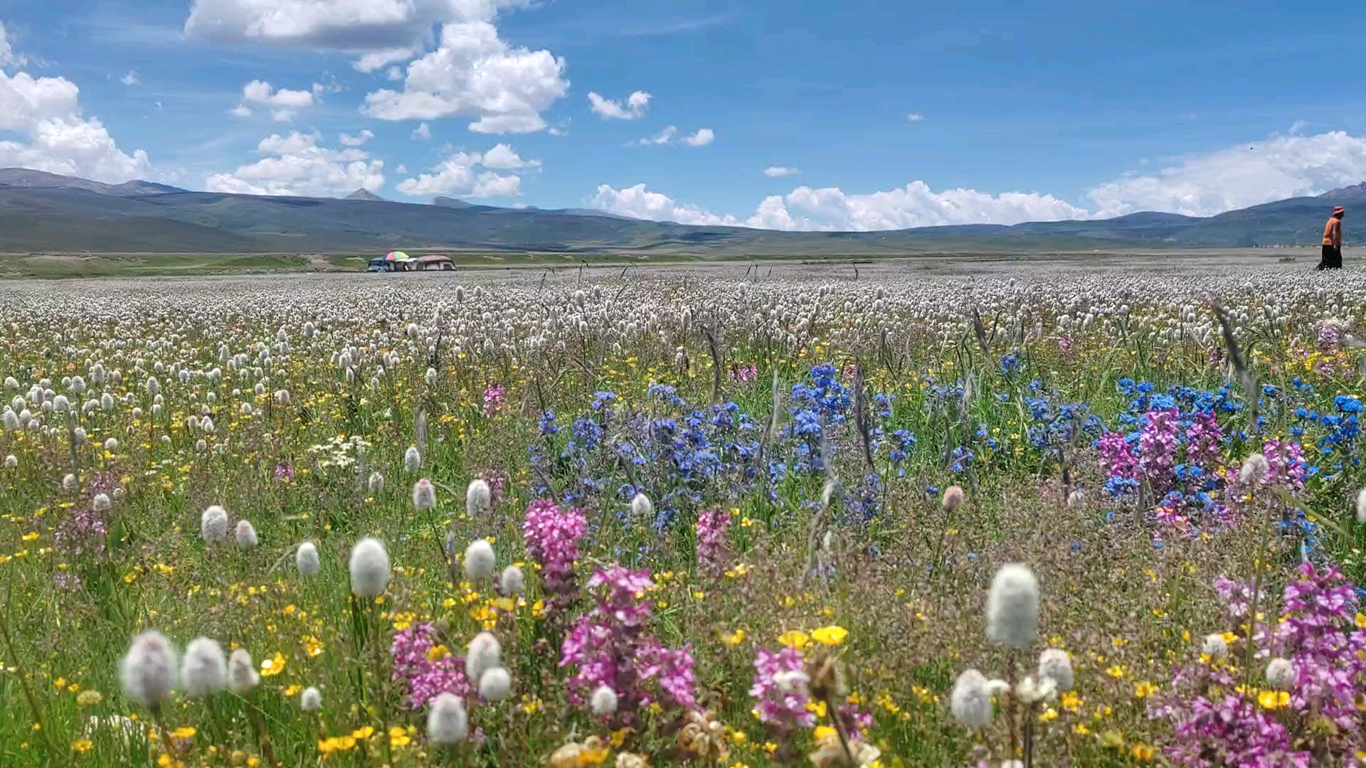 [图]理塘毛垭草原花海·天空之城梦幻秘境