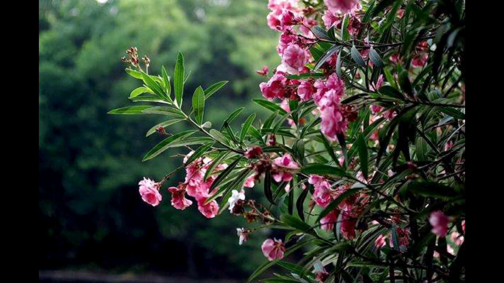 【乐人吟诗:古体诗的入乐吟唱】《竹桃》(怀柔自恃君子品,寄傲非夸