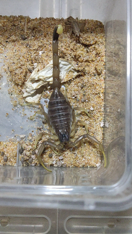 约旦滑尾钨金蝎