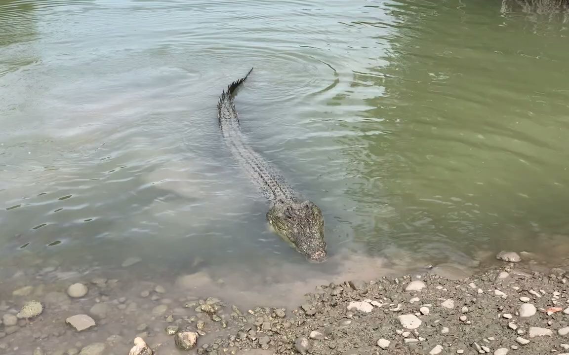 东帝汶的野生湾鳄