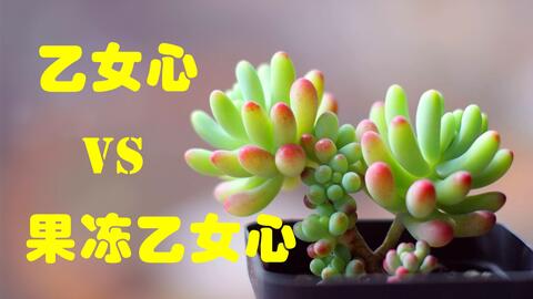 八千代多肉植物给八千代撸杆美容 哔哩哔哩 八千代多肉植物给八千代撸杆美容 哔哩哔哩