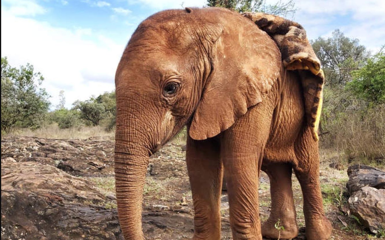 大象孤儿院软萌又坚强的象宝宝kerrio小妹妹