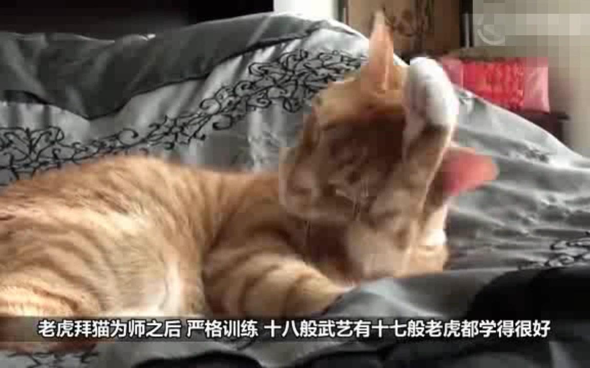 把猫和老虎放在一起,老虎会有什么反应?哔哩哔哩bilibili