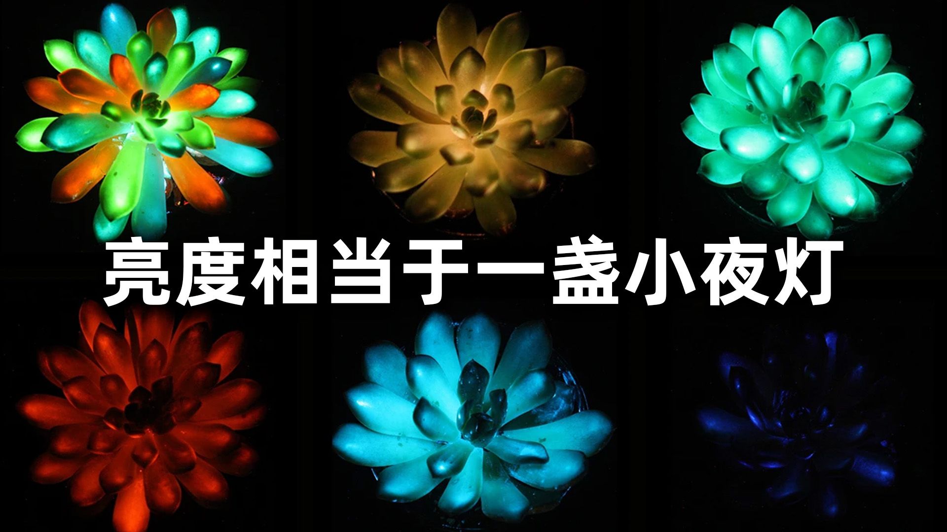 全球首创！华南农大发明多彩夜光植物，你的下一台夜灯何必是夜灯，【科学快报230】