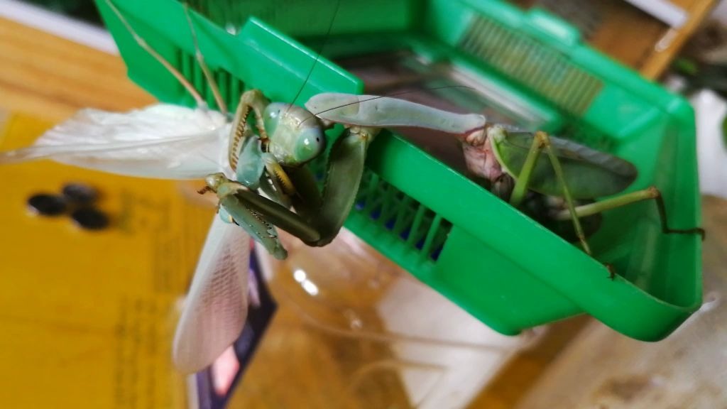 老年云南宽背斧螳捕食多刺斧螳