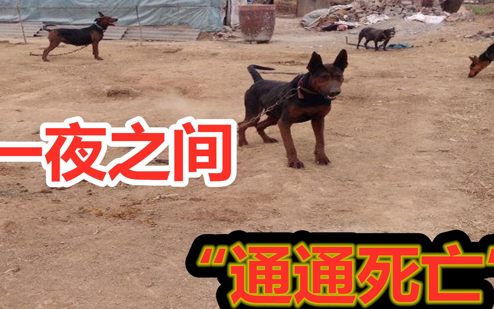 国产顶级猛犬莱州红犬,一夜之间通通“死亡”,起因让狗主人后悔莫及哔哩哔哩bilibili