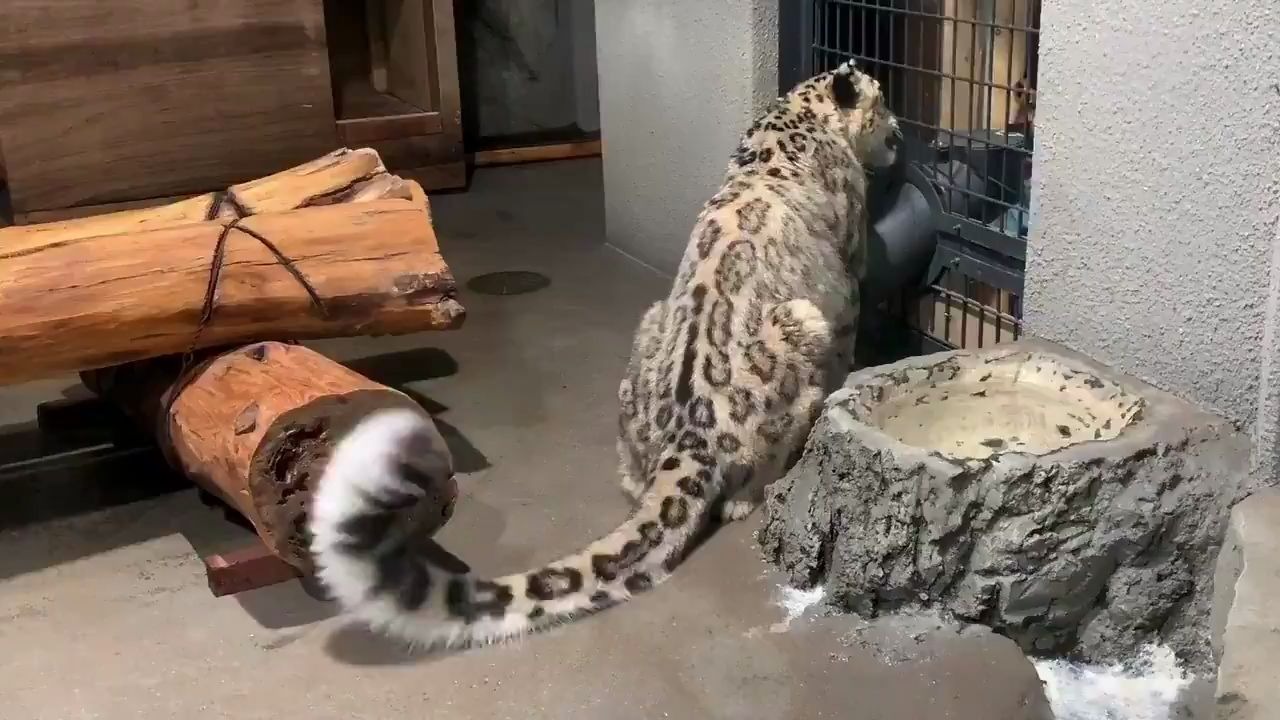 [图]众所周知，猫和猫尾巴是两种生物，大猫也一样