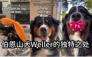 让伯恩山犬Weller成为Weller的独特事情哔哩哔哩bilibili